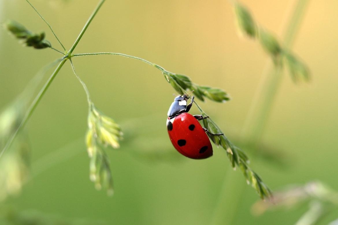 INFOS PRODUITS PHYTOSANITAIRES
