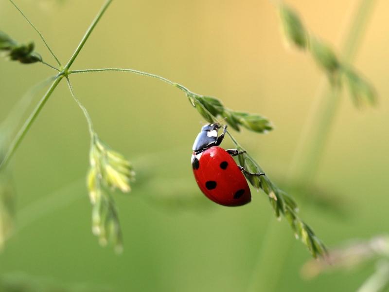 INFOS PRODUITS PHYTOSANITAIRES